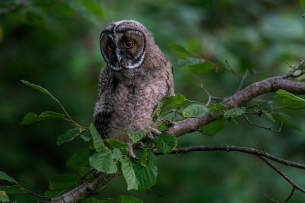 10 animaux nocturnes les plus fascinants