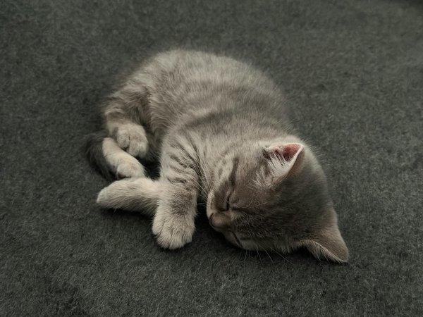 Spas pour chiens vs Toilettage traditionnel : lequel choisir ?