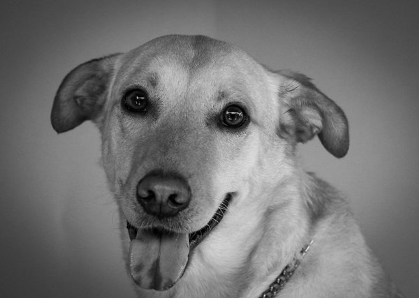 Quand remplacer les jouets de votre chat ?