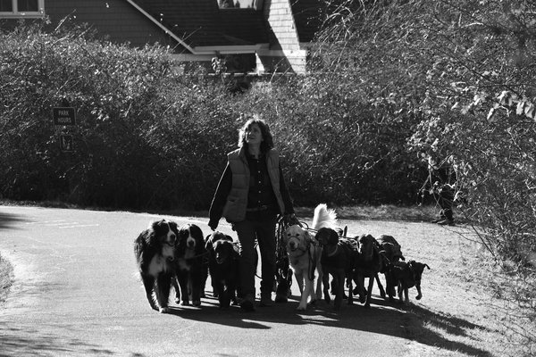 L'importance de la puce électronique en cas de perte de chien