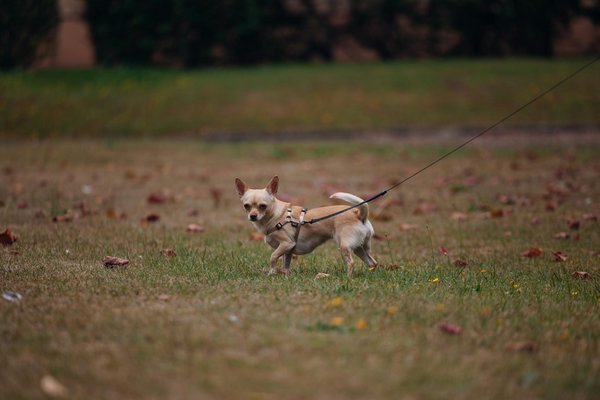 Quels sont les effets des changements climatiques sur les habitats des coraux?
