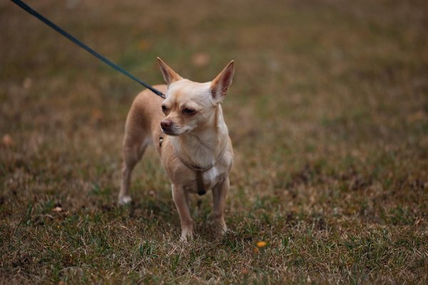 Comment préparer son chien de chasse à une compétition