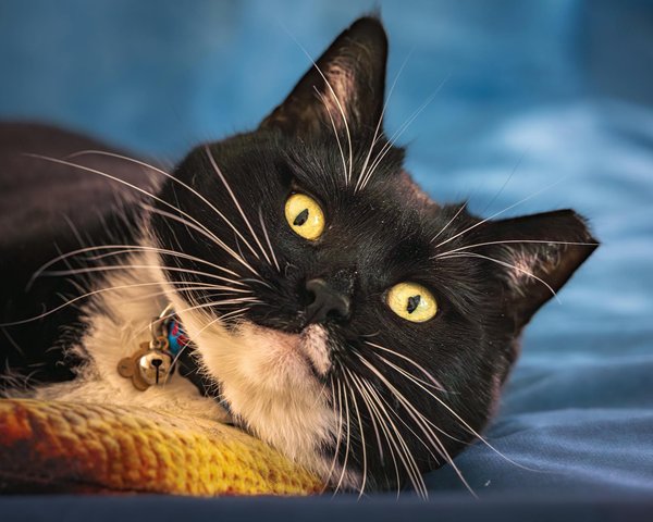 Le lièvre arctique : Le sprinteur de la neige