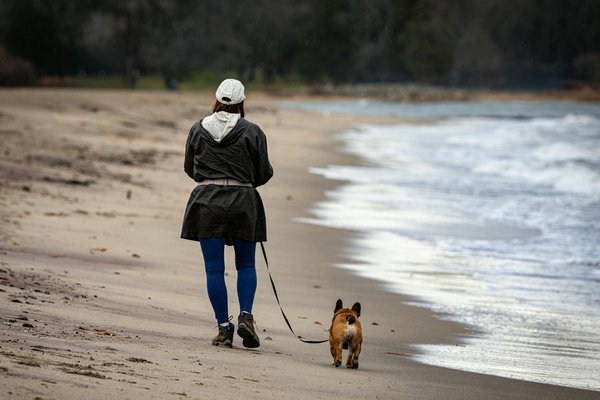 Infections urinaires chez le chien: symptômes, causes et traitement