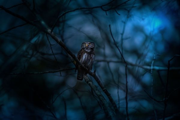 A la découverte des créatures de la nuit
