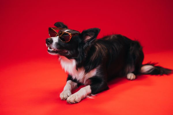 Accessoires tendance : lunettes de soleil pour chien et protection uv