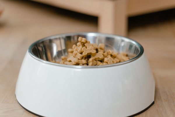 Aliments naturels pour combattre les parasites chez les chiens