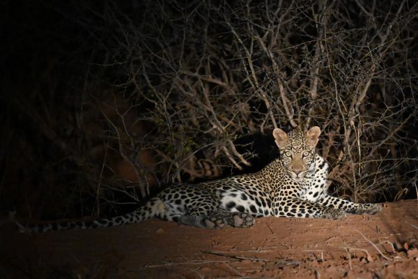 Comment photographier les animaux nocturnes?