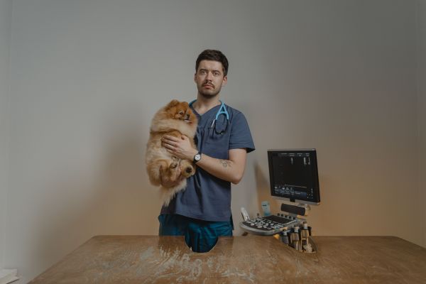 Infections urinaires chez le chien: symptômes, causes et traitement