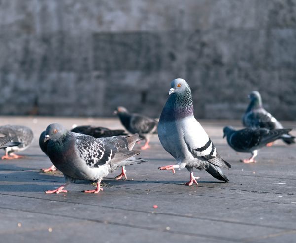Interpréter le chant des pigeons