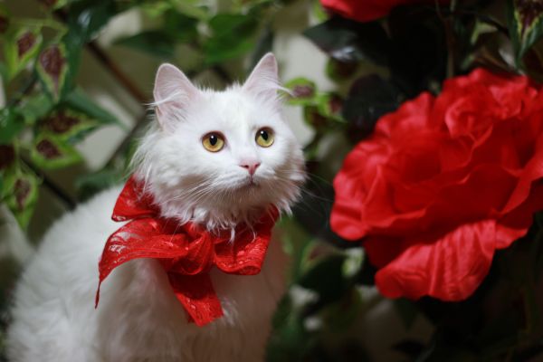 Invitation à des expositions de chats angora