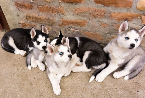 L'adoption d'un chien de race pure : avantages et inconvénients