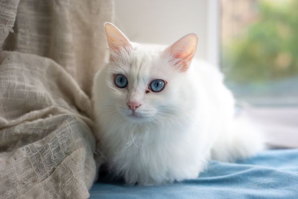 Le chat angora dans la culture populaire