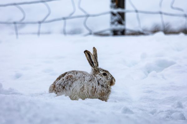 Le lièvre arctique : Le sprinteur de la neige