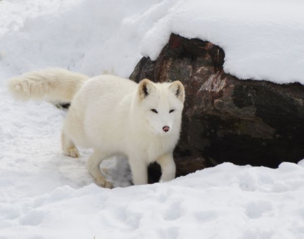 Le renard arctique : Un petit prédateur résistant