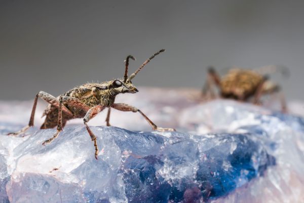Les insectes polaires : Une vie au ras du sol glacé