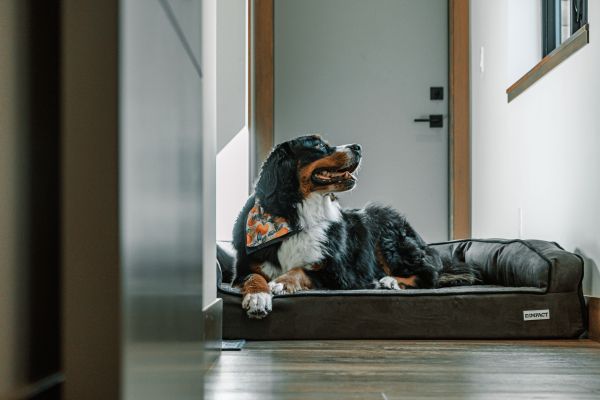 Les meilleures marques de couchages pour chiens en 2022