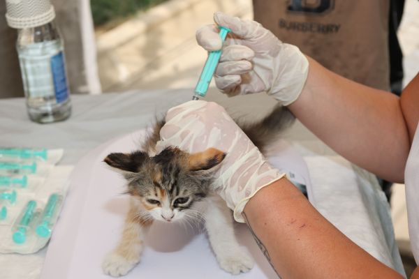 Pourquoi vacciner son chat est essentiel ?