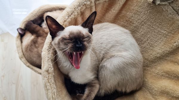 Préparer votre maison pour accueillir un chat siamois