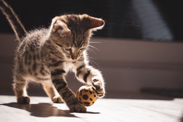 Quand remplacer les jouets de votre chat ?