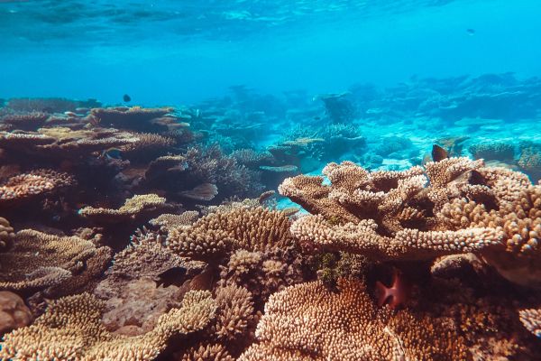 Quels sont les effets des changements climatiques sur les habitats des coraux?