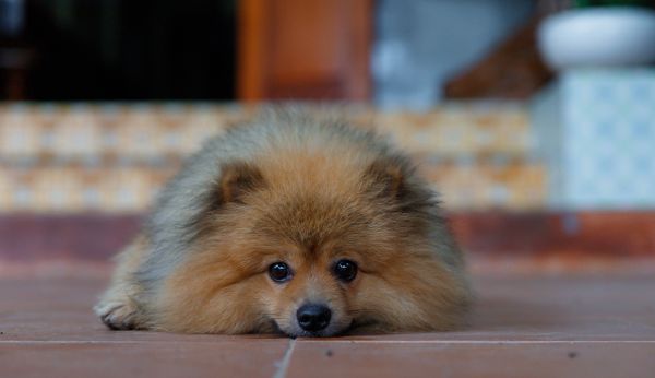 Quels sont les signes de l'anxiété chez les chiens et comment y remédier efficacement ?