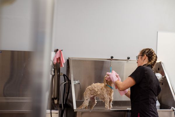 Spas pour chiens vs Toilettage traditionnel : lequel choisir ?